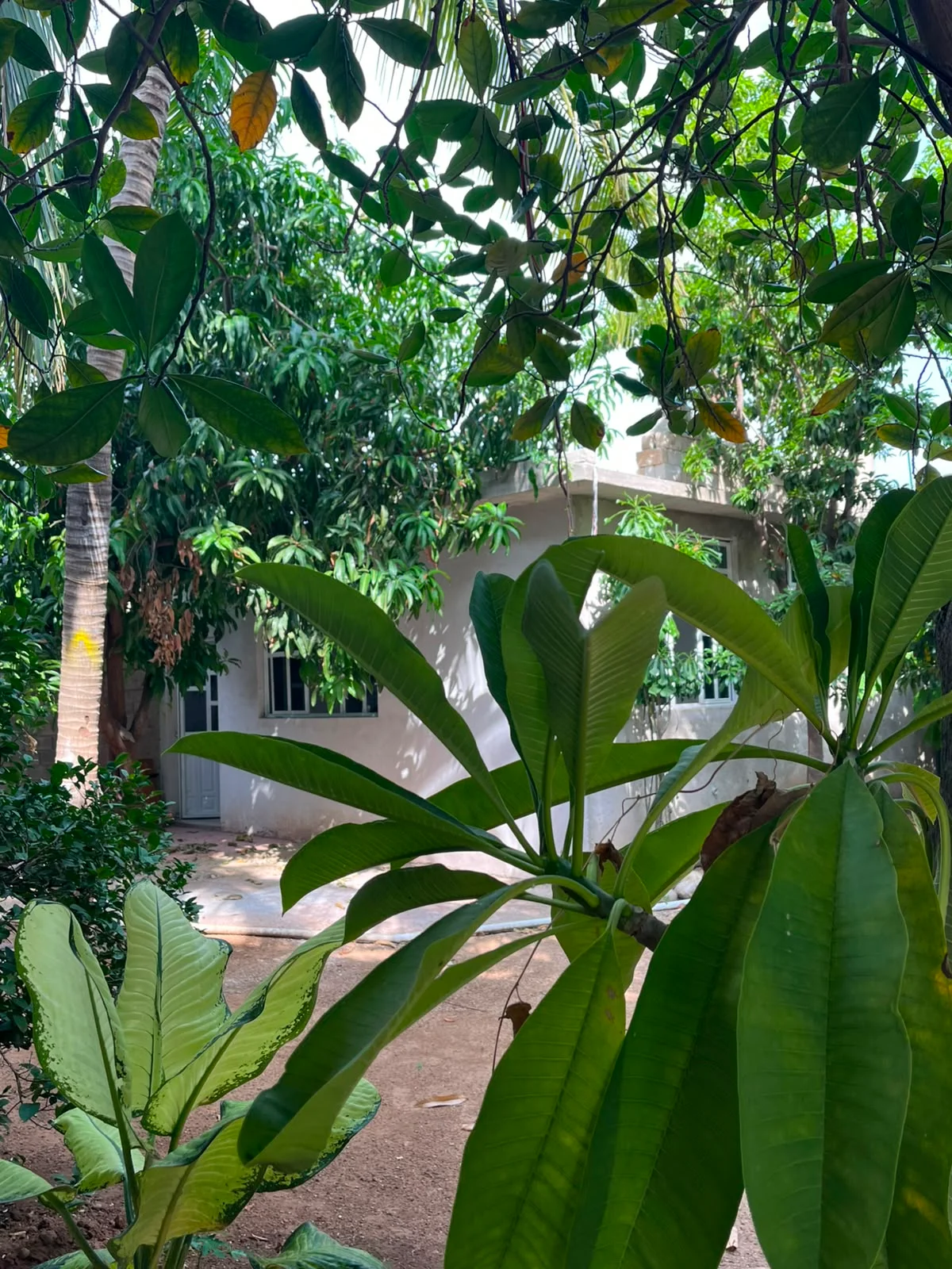 Room for Rent in Puerto Escondido