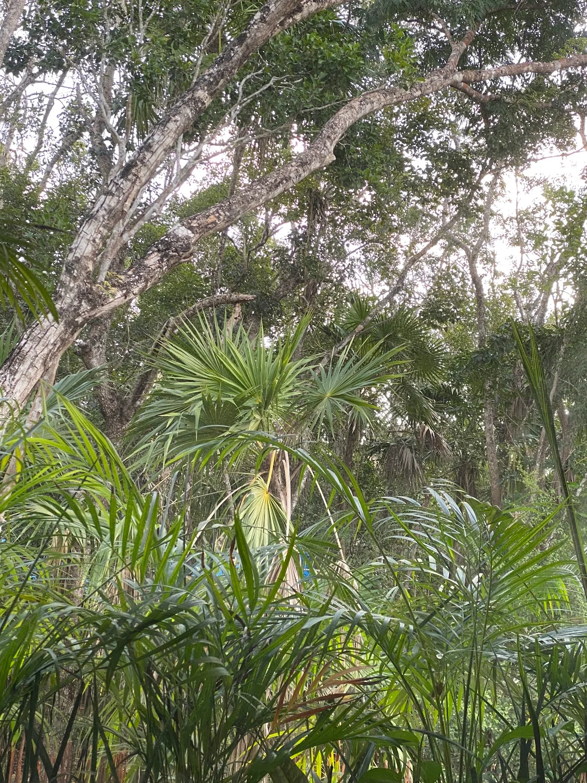 4-Bedroom Villa in Tulum Selva Norte, Tulum