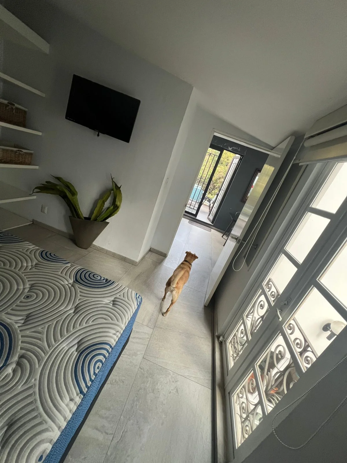 1 Bedroom Apartment in Condesa, Mexico City